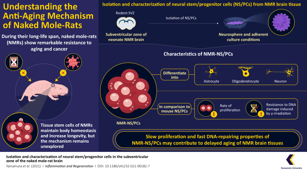 An animal that is not affected by aging—new scientific research
